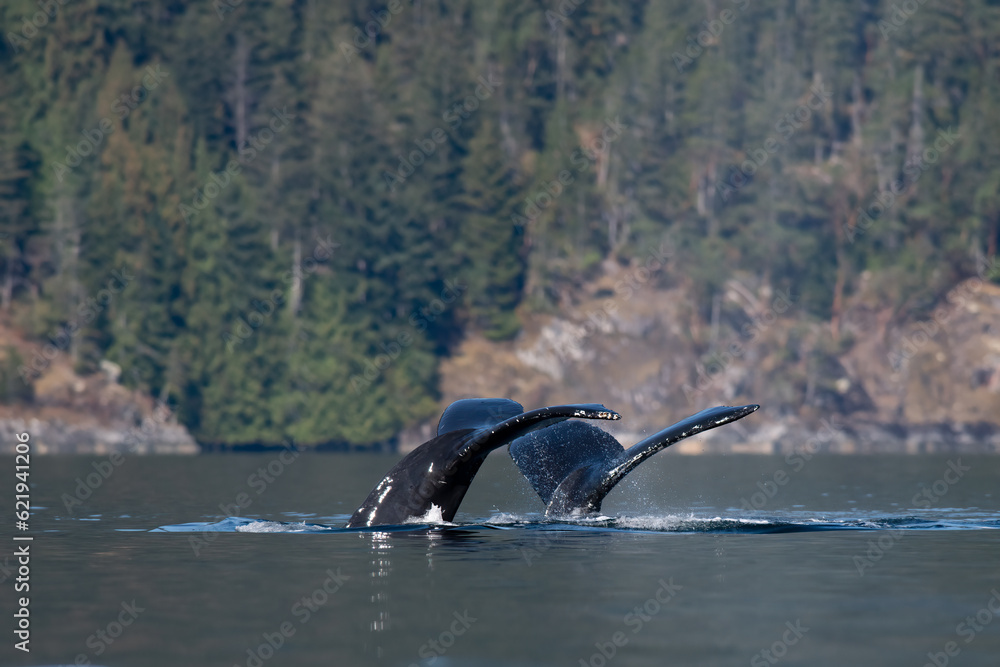 Obraz premium Whale Tails in Synchronization