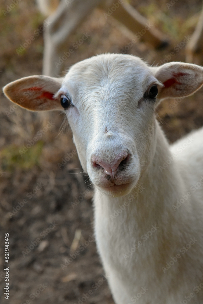 A beautiful white Ewe, female sheep on the farm