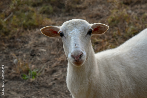 A beautiful white Ewe, female sheep on the farm