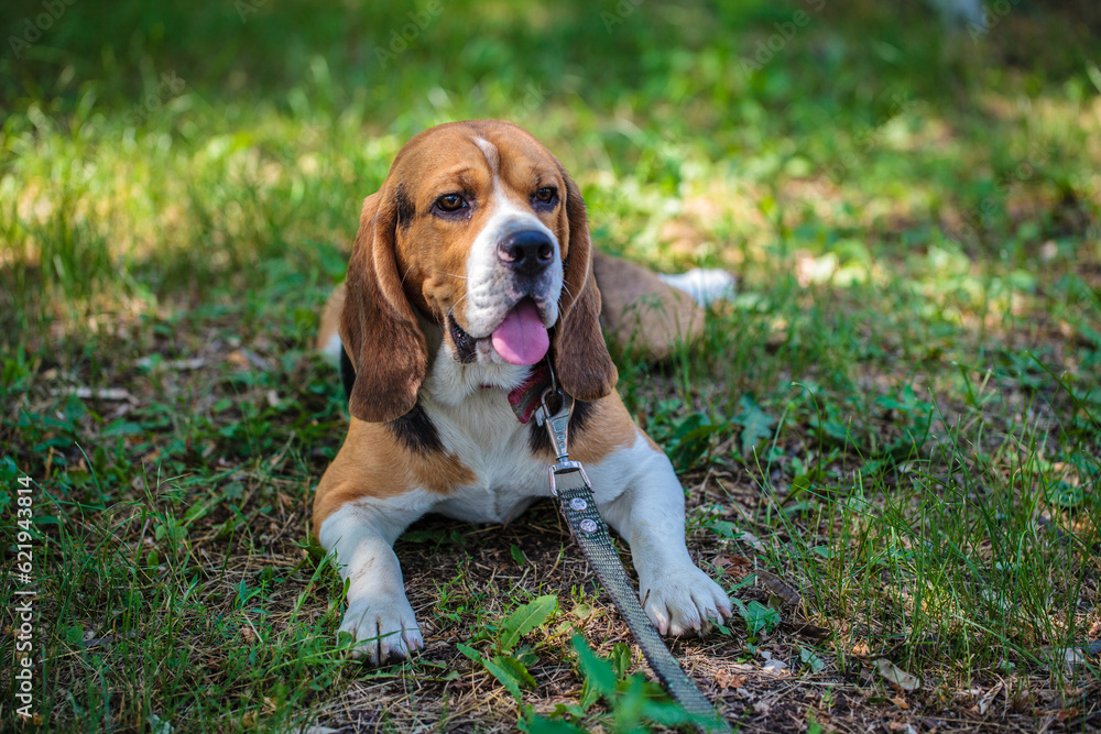 beagle hunting dog on the street. dog resting lying on the lawn in the park