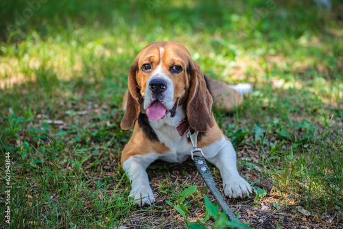beagle hunting dog on the street. dog resting lying on the lawn in the park