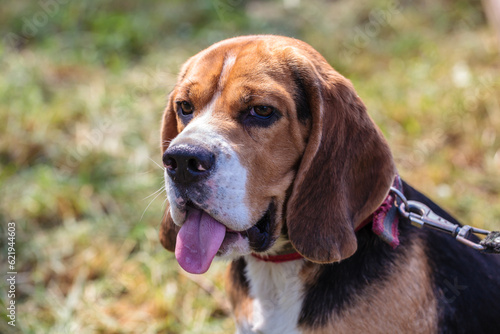 beagle hunting dog on the street. close-up portrait.