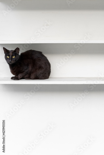 Cat on a Shelf