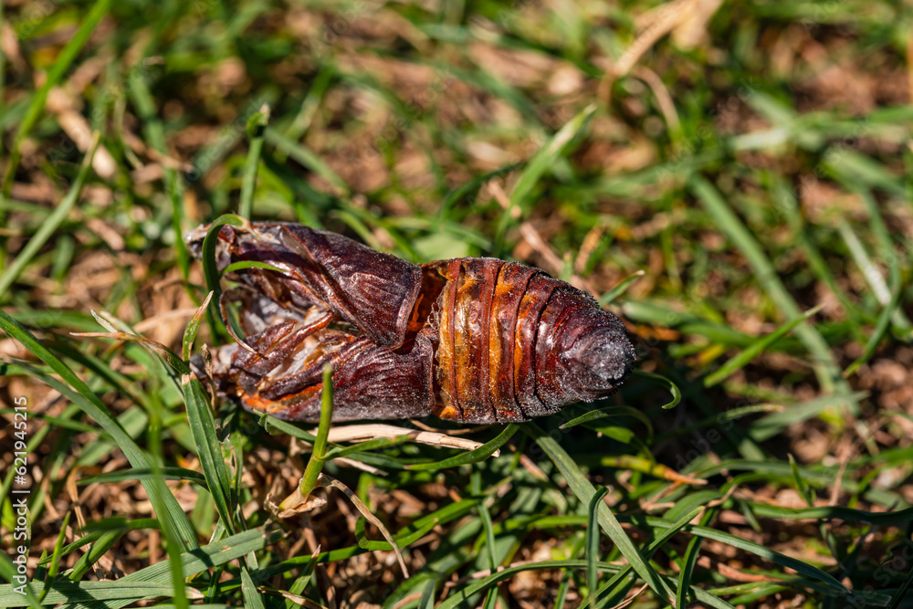 Eingetrockneter Chitinpanzer eines Insekts im Garten Eingetrockneter Chitinpanzer eines Insekts im Garten
