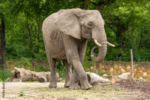 Elephant walks among the wooden blocks. Wild animal in zoo at summer sunny weather.