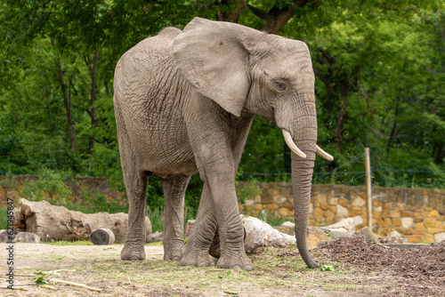 Elephant walks among the wooden blocks. Wild animal in zoo at summer sunny weather.