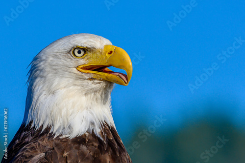 Close-up of Bald Eagle 
