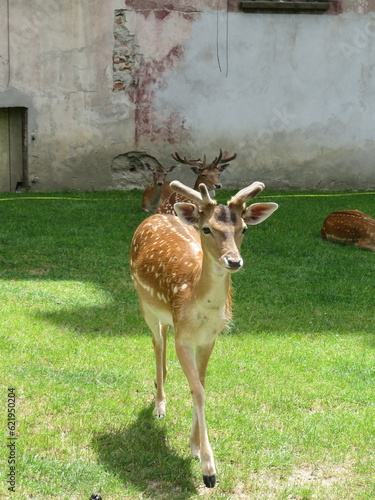 Fototapeta Naklejka Na Ścianę i Meble -  Daniel