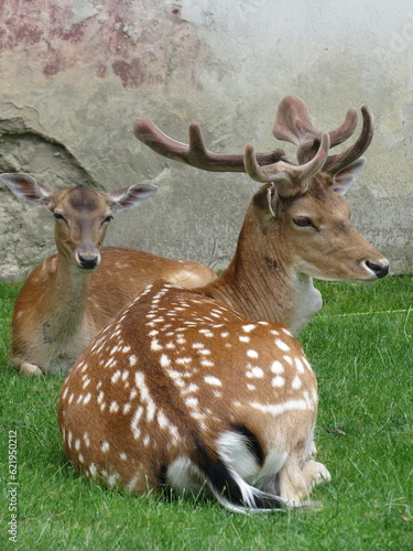 Fototapeta Naklejka Na Ścianę i Meble -  Daniel