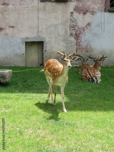 Fototapeta Naklejka Na Ścianę i Meble -  Młodny Daniel