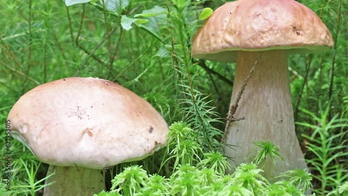 There are two porcini mushrooms growing in the forest. Video with ceps in green moss photo