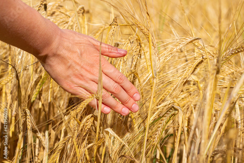 Field of ripe wheat. Woman hand in golden ears. Grain agriculture on the farm. Bread harvest season. Closeup photo