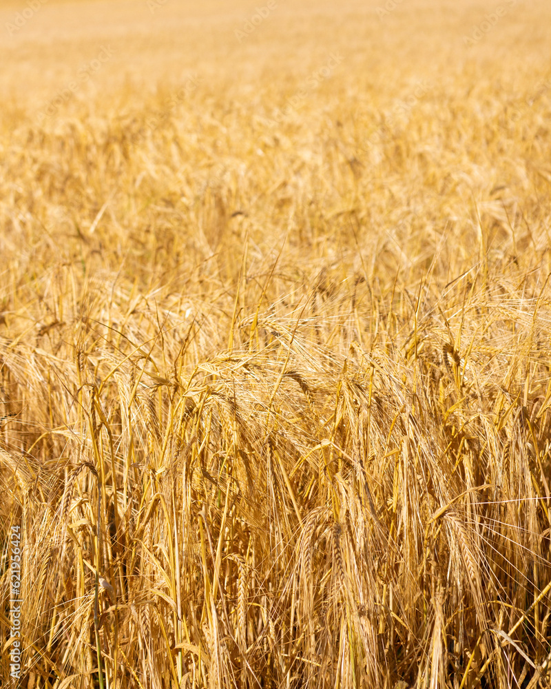 Field of ripe wheat. Golden ears. Grain agriculture on the farm. Bread harvest season. Closeup photo Field of ripe wheat. Golden ears. Grain agriculture on the farm. Bread harvest season. Closeup photo