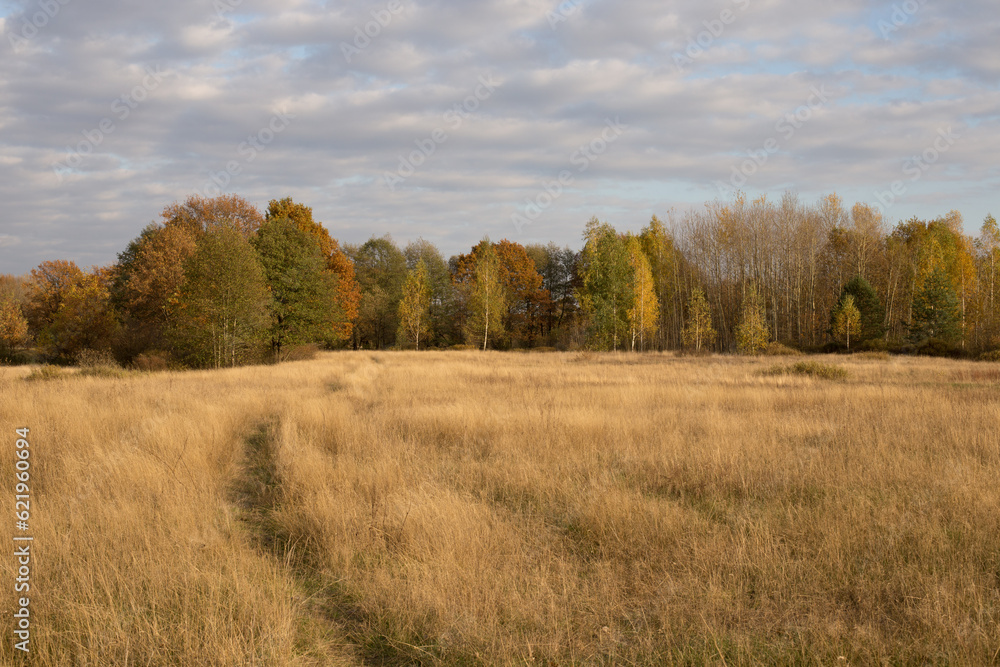 Autumn landscape, spacious fields with dense and bright grass