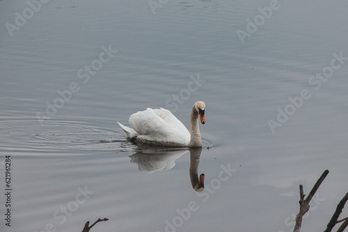 Portrait of a white swan floating on the surface of a pond in the morning sunshine near Ostrava
