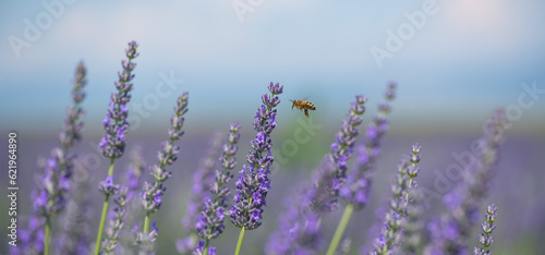 Photography Honey bee pollinates lavender flowers