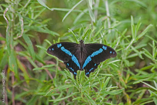 Green-banded Swallowtail (Papilio nireus) 14285