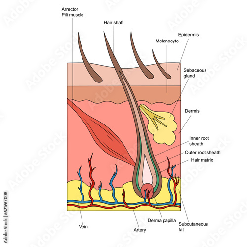Structure of hair and skin diagram schematic vector illustration. Medical science educational illustration