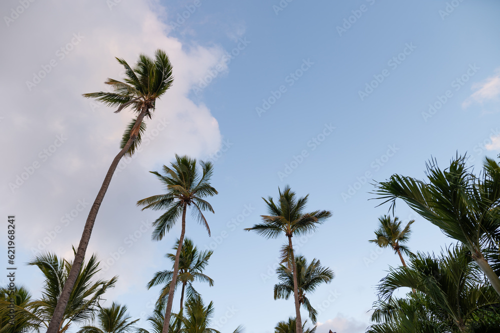 Palm trees under a blue sky with white fluffy clouds. Tropical nature, climate, environmental protection, vacation, romance, tourism. Palm trees under a blue sky with white fluffy clouds. Tropical nature, climate, environmental protection, vacation, romance, tourism.
