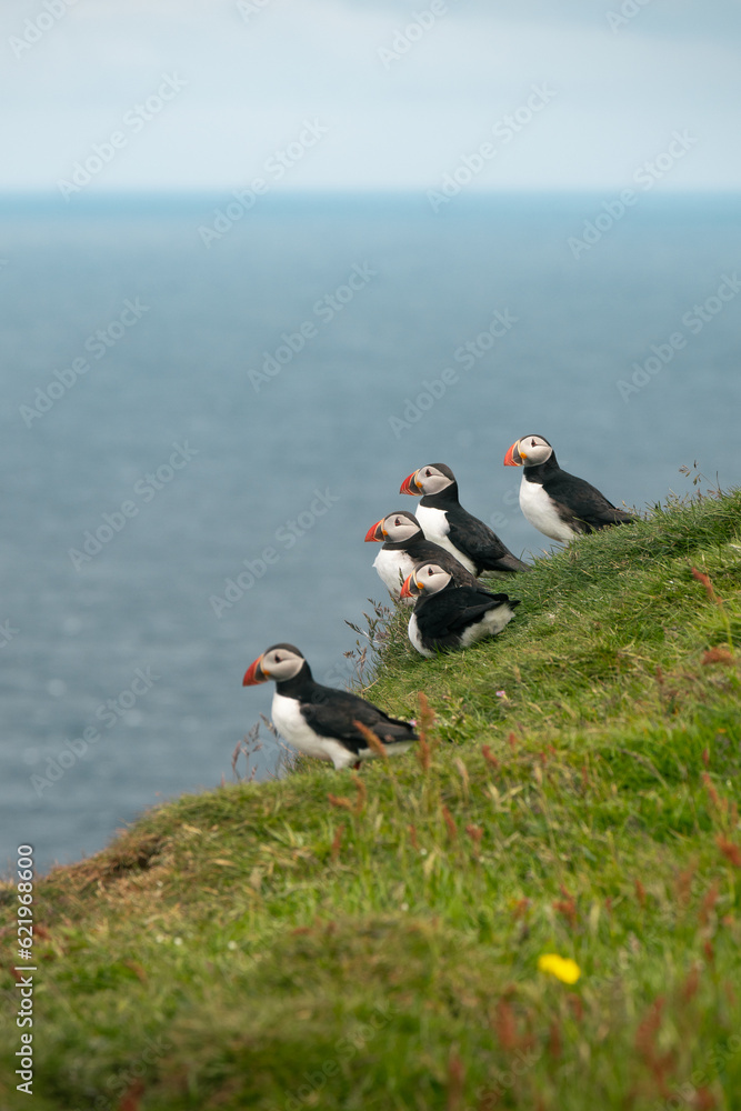 Fototapeta premium atlantic puffin