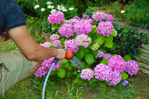 Homme à genoux arrosant de beaux hydrangeas roses (hortensias) avec une tuyaux d'arrosage dans le jardin