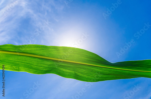 Wavy green leaf of corn against blue sky, illuminated by the sun