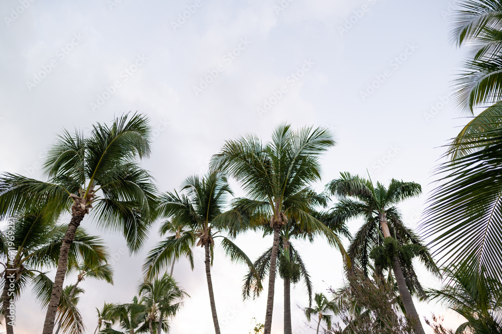 Palm trees against a bright cloudless sky. Tropical nature, ecology, environmental protection. Vacation, vacation, relaxation. Palm trees against a bright cloudless sky. Tropical nature, ecology, environmental protection. Vacation, vacation, relaxation.