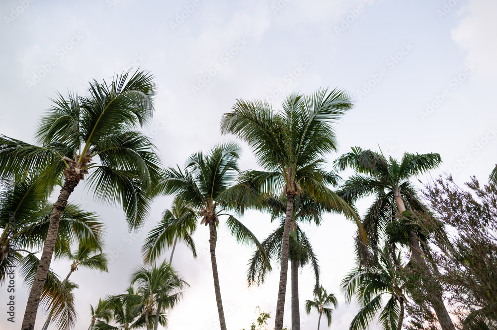 Tall palm trees against a cloudy sky. Advertisement for summer holidays, tourism, travel. Nature, climate. Advertising, banner, postcard.