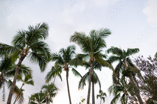 Tall palm trees against a cloudy sky. Advertisement for summer holidays  tourism  travel. Nature  climate. Advertising  banner  postcard.
