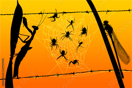 arañas, atardecer, mantis, campamocha