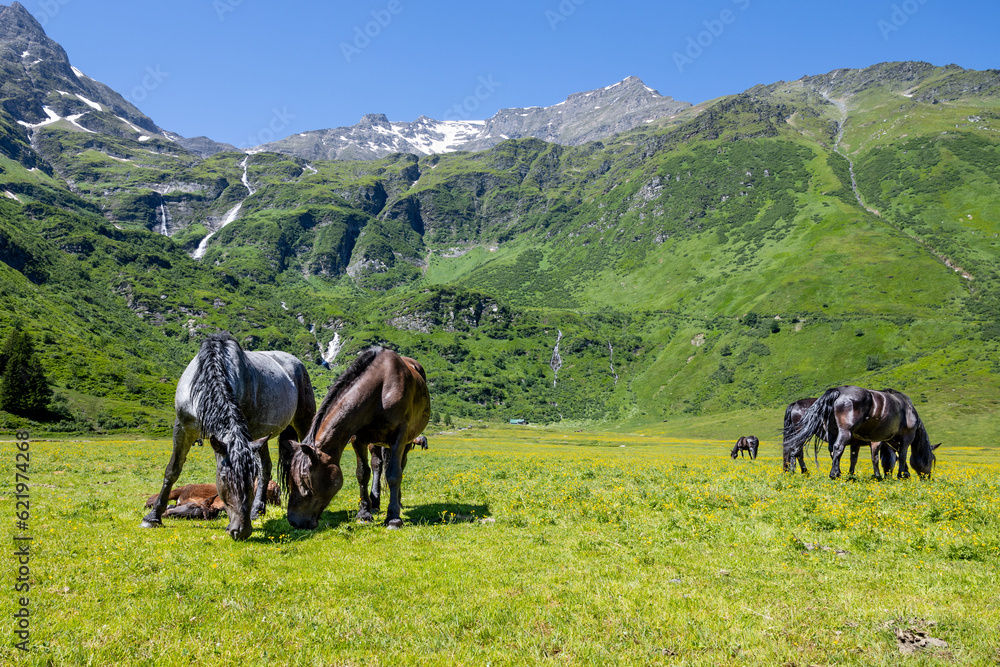 Well-groomed horses grazing in a green meadow against the backdrop of the Alpine mountains, Austria Well-groomed horses grazing in a green meadow against the backdrop of the Alpine mountains, Austria