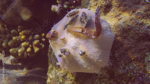 White Collector urchin or Toxic sea urchin (Tripneustes gratilla elatensis) on the reef in bright sunrays, Red sea, Egypt photo