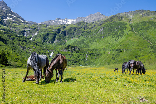 Well-groomed horses grazing in a green meadow against the backdrop of the Alpine mountains, Austria