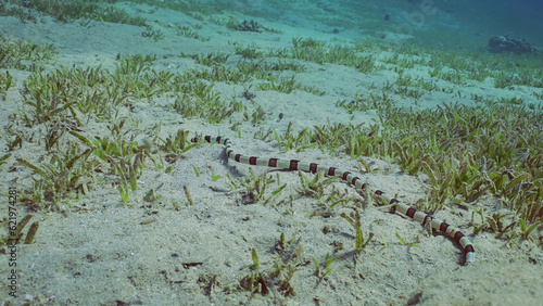 Harlequin Snake Eel (Myrichthys colubrinus) crawls along sandy bottom covered with green sea grass in daytime, Red sea, Egypt photo