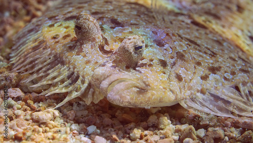 Photography Portrait of Leopard flounder or Panther flounder (Bothus pantherinus) lies on sa