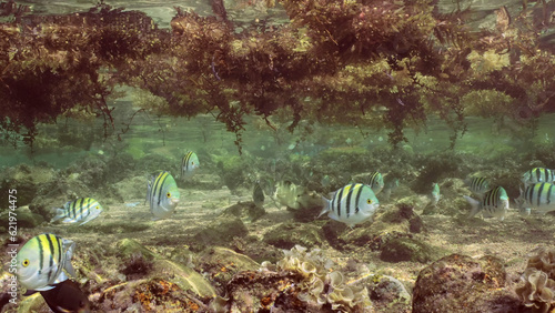 School of tropical fish swimming under Seaweed Brown Sargassum drifting on surface of water form floating islands in shallow water, on daytime in sunlight, Red sea, Egypt