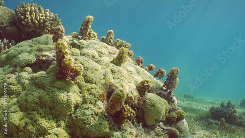 Marine brown algae Spiny Leaf Seaweed (Turbinaria) growing on hard coral. Underwater seascape, Red sea, Egypt