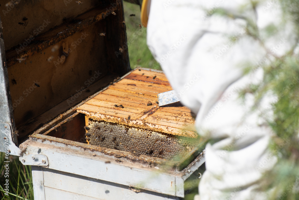 detail of beekeeper in protective suit removing panels in hive, close-up image of hand with lever for panel removal detail of beekeeper in protective suit removing panels in hive, close-up image of hand with lever for panel removal