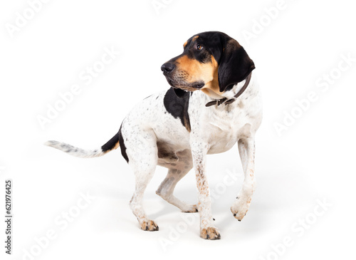 Curios dog looking at something in motion. Extra large puppy dog with long ears caught a scent. 2 years old male Bluetick Coonhound or Coon dog, black and white mottled. Scent hound. Selective focus.