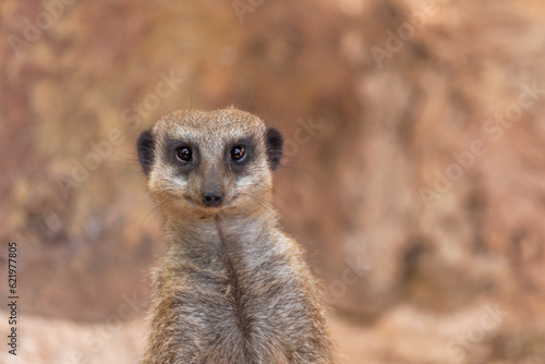 Suricate or Meerkat which is looking at the camera on a blurred background. Safari Ramat Gan, Israel. © Gur