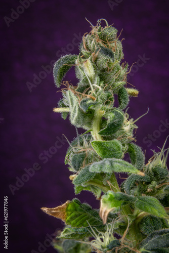 S.A.G.E. variety of marijuana flower with green blossoms and violet background