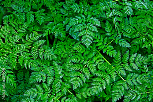 The feathery leaves of the toxic hemlock plant