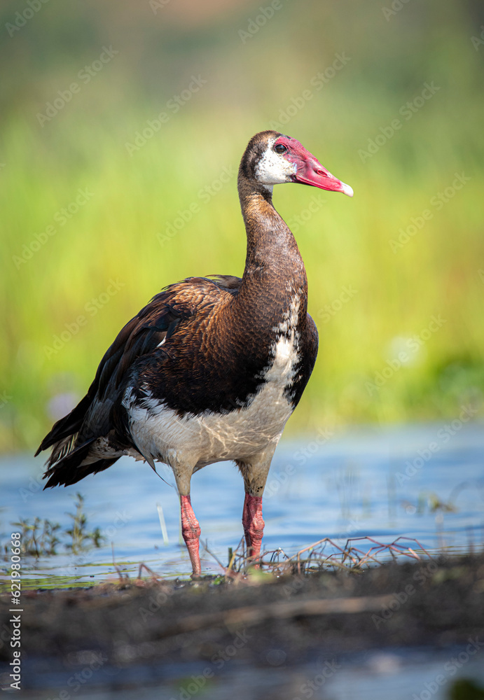 Spurwinged goose Lutembe Wetlands Entebbe Uganda Stock Photo Adobe Stock