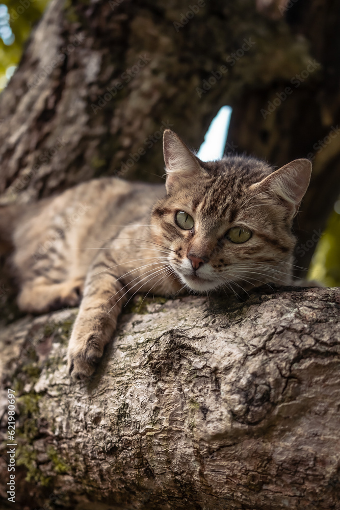 cat on a tree
