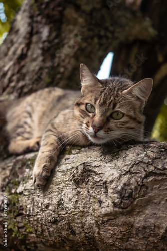 cat on a tree © Harold