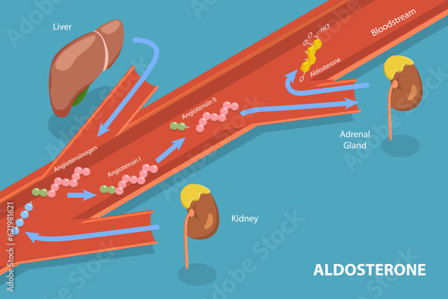 3D Isometric Flat Vector Conceptual Illustration of Aldosterone Mineralocorticoid Steroid Hormone Release, Educational Diagram