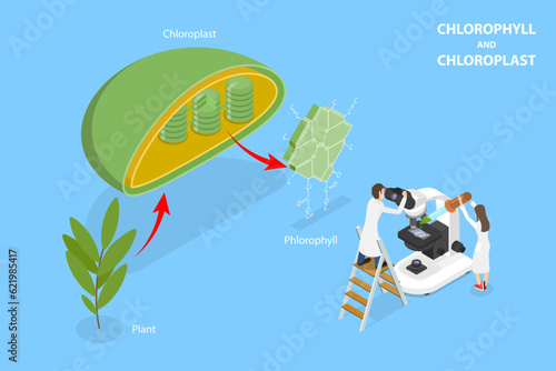 3D Isometric Flat Vector Conceptual Illustration of Chlorophyll And Chloroplast , Labeled Educational Diagram
