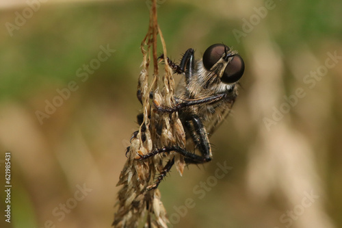 Eutolmus rufibarbis photo