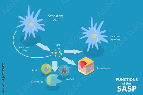 3D Isometric Flat Vector Conceptual Illustration of Functions Of The SASP, Cellular Senescence