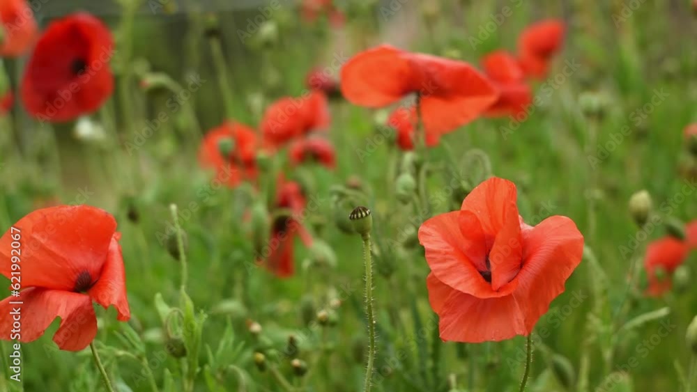 Close-up of red poppies swaying in the wind. Poppies growing on a summer green lawn. Close-up of red poppies swaying in the wind. Poppies growing on a summer green lawn.